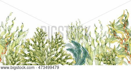 Seamless Banner Of Colorful Sea Plants Watercolor Illustration Isolated On White.