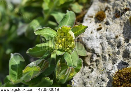 Cushion Spurge Yellow Flower In The Spring