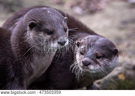 Two Asian Small Clawed Otters, Aonyx Cinereus