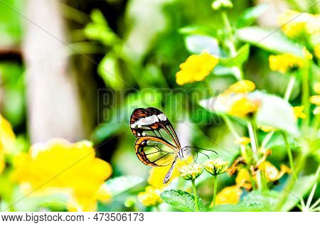 Glass Or Mirrored Butterfly, Transparent) (greta Oto), Lepidopteron