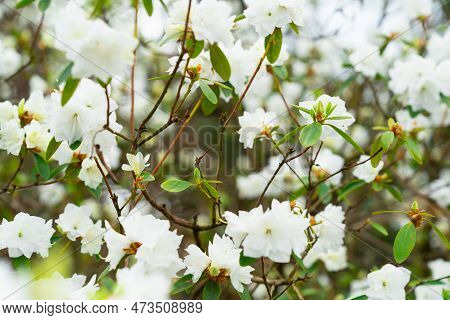 Rhododendron Bush With White Terry Flowers April Snow In Spring During Flowering