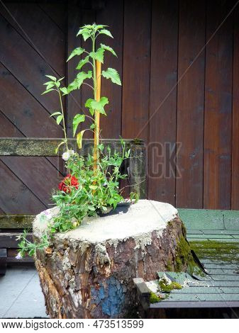 There Is A Plant Group At A Stumb.