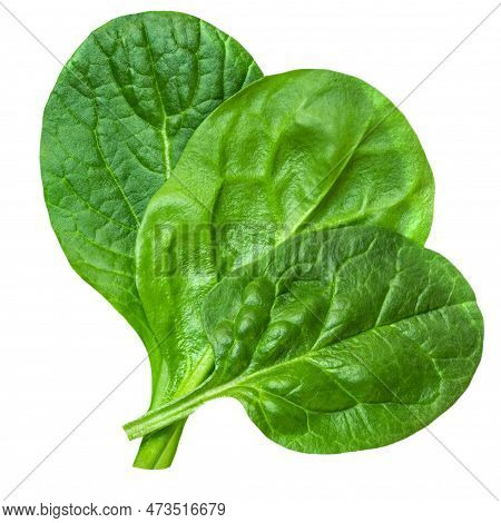 Spinach Leaf Isolated On White Background.pile Of  Fresh Green Baby Spinach Top View. Flat Lay. Summ