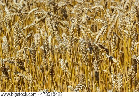 Grains On The Field, Redy For Harvest, Golden Wheat In The Sun. Fields Full Of Cereals. Golden Ripe 