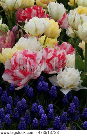 Bright White-pink, Yellow And White Tulips With Blue Flowers In The Foreground In Goztepe Park Durin