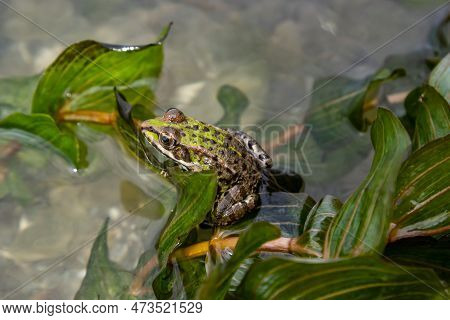 A Green Frog, Lithobates Clamitans, Rests In The Water Near The Riverbank In Summer.