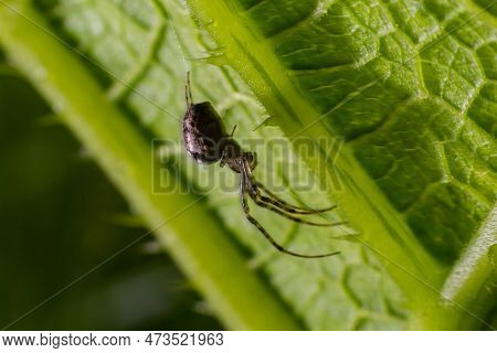 Nice Macro Image Of A Spider Web Sitting On Its Web With A Blurred Background And Selective Focus. A