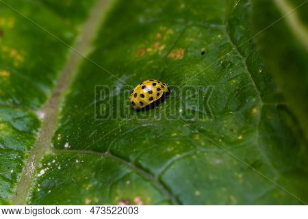 A Macro Image Of A Yellow 22 Spot Ladybird - Psyllobora Vigintiduopunctata Which Are Tiny Lady Beetl