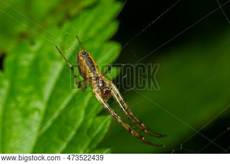 Nice Macro Image Of A Spider Web Sitting On Its Web With A Blurred Background And Selective Focus. A