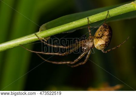 Nice Macro Image Of A Spider Web Sitting On Its Web With A Blurred Background And Selective Focus. A