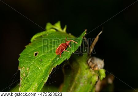 Close Up Macro Red Velvet Mite Or Trombidiidae In Natural Environment.