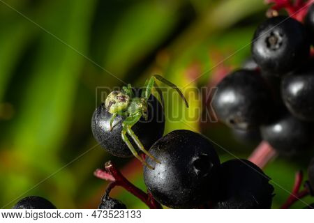 Green Crab Spider, Diaea Dorsata, Sits In Ambush For Prey On Elder Berries.