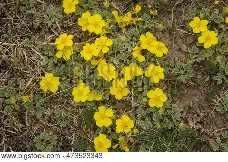 The Selective Focus Shot Of The Yellow Potentilla Incana Flower