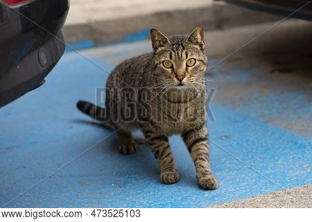 Cat. Stray Cat Passing Between Parked Cars In The Street Of Madrid. In Spain. Cat Looking At The Cam