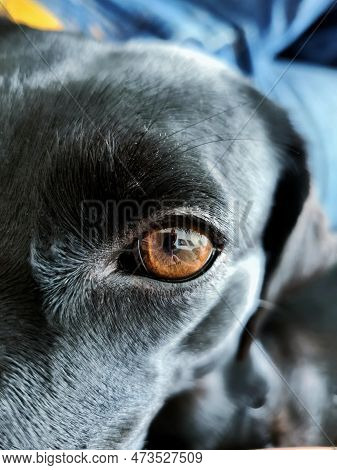 Left Eye Of A Mixed Breed Black Dog