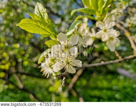 Prunus Cerasus Flowering Tree Flowers, Group Of Beautiful White Petals Tart Dwarf Cherry Flowers In 