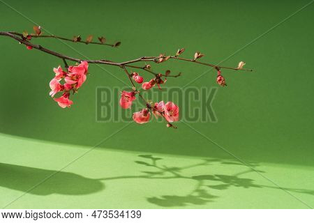 Composition Empty Podium Material Tree And Spring Flowers. Empty Background Composition For Cosmetic
