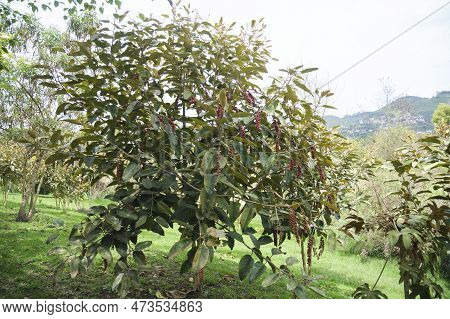Bignay, Antidesma Bunius, Tree In A Park In Sopo, Cundinamarca, Colombia.