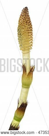 Horsetail Fertile Sterm Isolated  On White Background