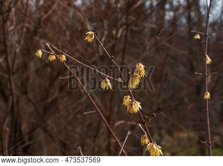 Chimonanthus Salicifolius Is Blooming In Early Spring. Also Known As Chimonanthus Fragrans, Fragrant