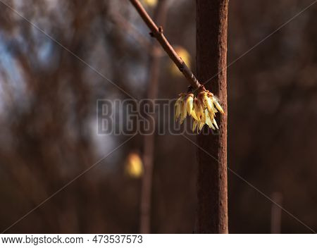 Chimonanthus Salicifolius Is Blooming In Early Spring. Also Known As Chimonanthus Fragrans, Fragrant