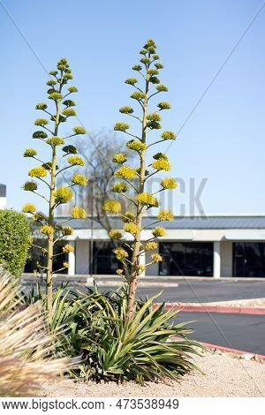 Agave Inflorescence Coloring In Yellow Xeriscaped Streets In City Of Phoenix, Arizona