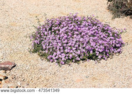Xeriscaped Street With Flowering Shrub Of Lantana Montevidensis Used In Desert Style Landscaping