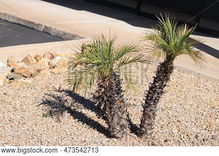 Xeriscaped Street Corner Pigmy Palms And Desert Gravel And Rocks