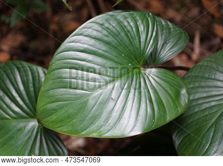 Close Up Of The Shiny Love-shaped Leaf Of Homalomena Rubescens, A Rare Tropical Plant