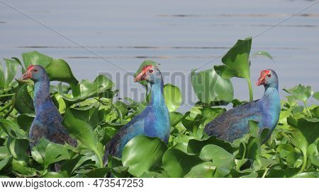 Rajkot, Gujarat, India. March-19-2023. Purple Swamphen (grey-headed Swamphen).