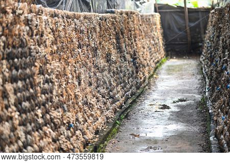 Mushroom Farm With Fresh Mushroom Growing On Mushroom Spawn - Lentinus Squarrosulus
