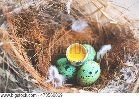 Bird Nest On Tree Branch With Four Eggs With Peel Egg Shell Inside, Bird Eggs On Birds Nest And Feat