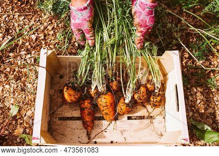 Hands Gardener In Gardening Gloves Hold Freshly Picked Carrots From Garden By Green Tops. Organic Ca