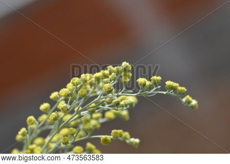 Common Wormwood Flowers In The Garden In Spring