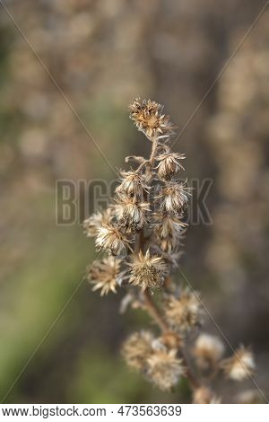 Sticky Aster Deed Heads In The Autumn