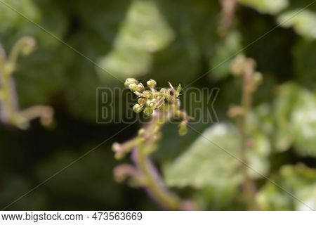 Creeping Saxifrage Flower Buds In The Spring