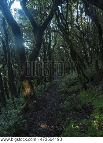 Narrow Footpatge Through Dark Dense Laurisilva Forest With Twisted Mossy Laurel And Erica Arborea Tr