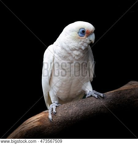 Long-billed Corella, Also Known As A Slender-billed Corella, Cacatua Tenuirostris,perched On A Tree 