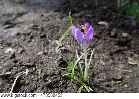 Insect Pollinating Violet Flower Of Crocus Tommasinianus In February