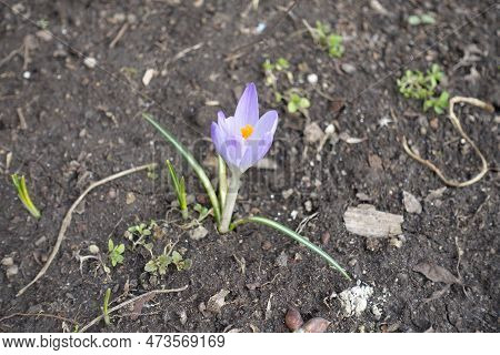 Single Light Violet Flower Of Crocus Tommasinianus In Mid February