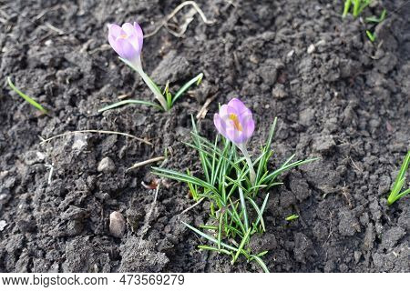 Two Pale Violet Flowers Of Crocus Tommasinianus In February