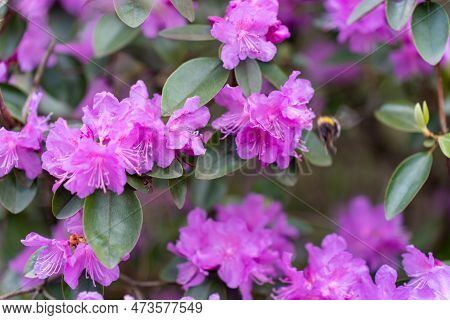 Purple-pink Flowers Rhododendron Pj Mezitt Blooming In May