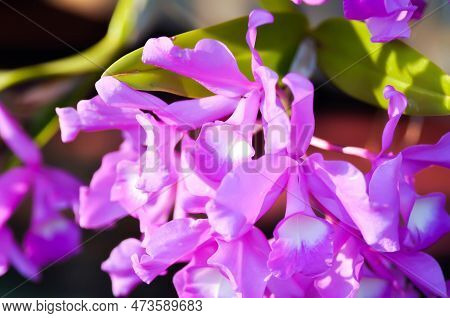 The Guaria Morada Orchid, Osta Ricas National Flower Or Chidaceae Or Purple Orchid Or Violet Orchid