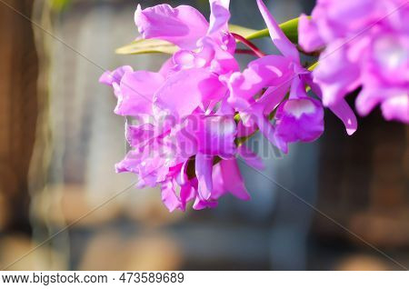 The Guaria Morada Orchid, Osta Ricas National Flower Or Chidaceae Or Purple Orchid Or Violet Orchid