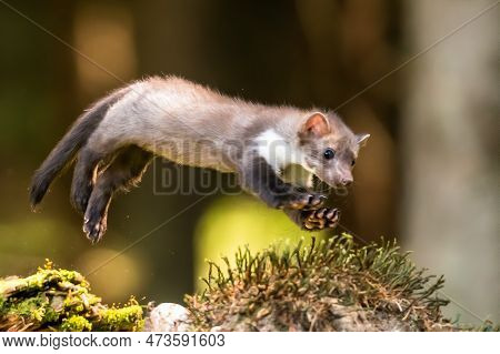 Stone Marten, Martes Foina, With Clear Green Background. Beech Marten, Detail Portrait Of Forest Ani