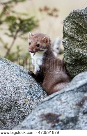 Stone Marten, Martes Foina, With Clear Green Background. Beech Marten, Detail Portrait Of Forest Ani