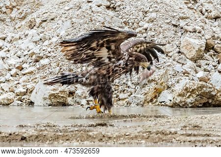 White Tailed Eagle (haliaeetus Albicilla) In Flight. Also Known As The Ern, Erne, Gray Eagle, Eurasi