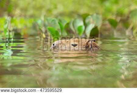 Capybara Swimming In A River, South Pantanal, Brazil.