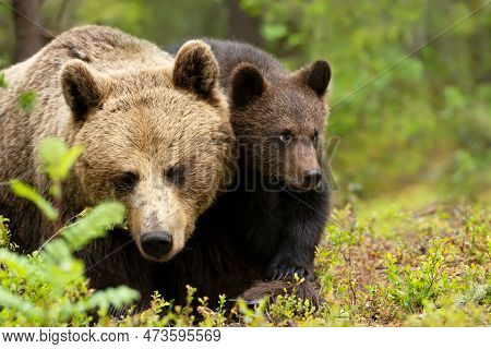 Close Up Of Female Eurasian Brown Bear (ursos Arctos) And Her Cub In Boreal Forest, Finland.