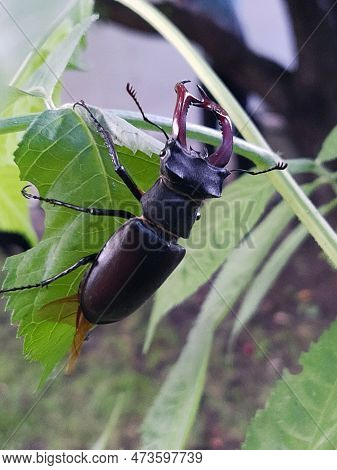 Stag Beetle (lat. Lucanus Cervus) Is A Large Beetle Of The Genus Lucanus In The Stag Family Against 